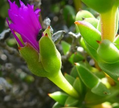 Drosanthemum quadratum