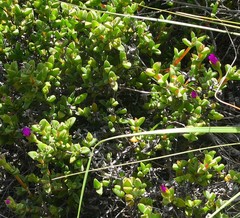 Drosanthemum quadratum