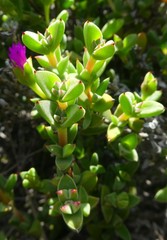 Drosanthemum quadratum