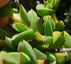 Drosanthemum quadratum