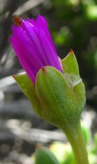 Drosanthemum quadratum
