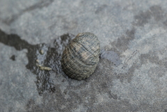 Nerita chamaeleon