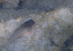 Ophioblennius macclurei