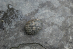 Nerita chamaeleon