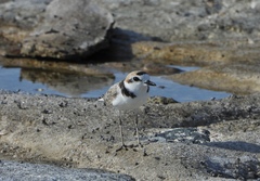 Charadrius peronii