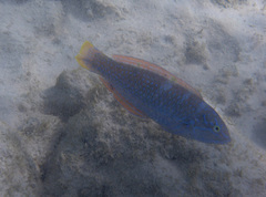 Halichoeres radiatus