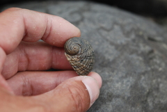 Nerita chamaeleon