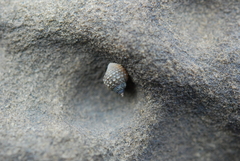 Echinolittorina radiata