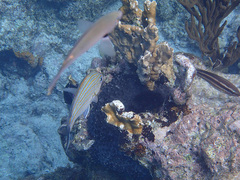 Haemulon carbonarium