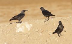 Corvus splendens