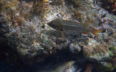 Neoniphon vexillarium
