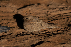 Caprimulgus aegyptius