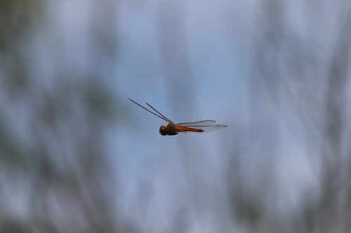 Wandering Glider