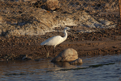 Egretta garzetta