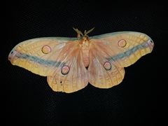 Opodiphthera loranthi