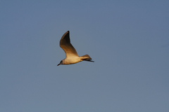 Chroicocephalus ridibundus