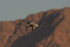 Chroicocephalus ridibundus