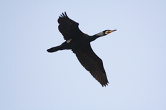 Phalacrocorax carbo
