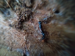 Nudobius lentus