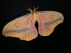 Opodiphthera loranthi