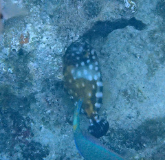 Cantherhines macrocerus