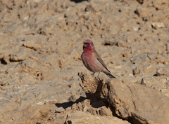 Carpodacus synoicus