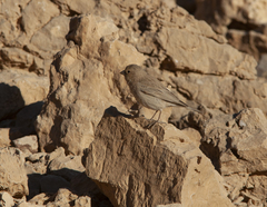 Carpodacus synoicus