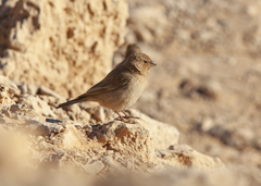 Carpodacus synoicus