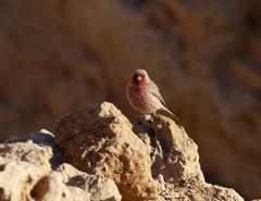 Carpodacus synoicus