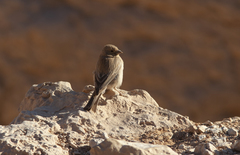 Carpodacus synoicus