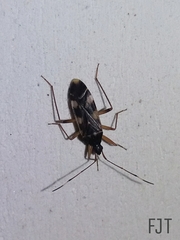 Hemiptera