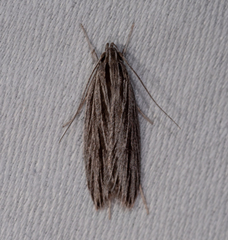 Leistarcha scitissimella