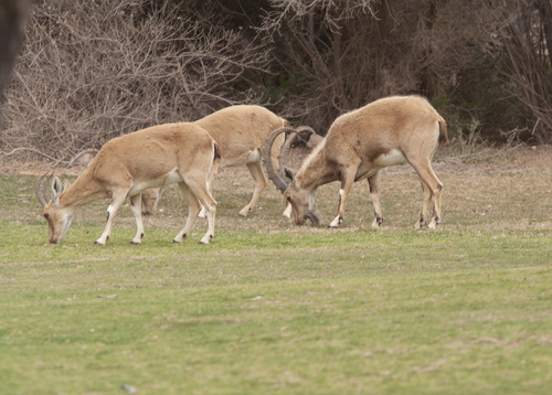 Nubian Ibex