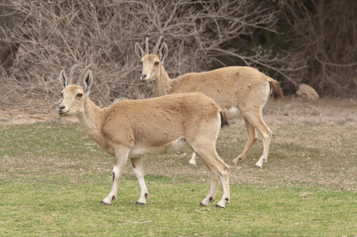 Nubian Ibex