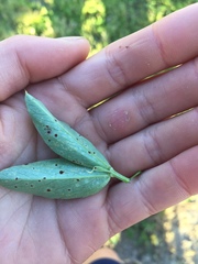 Uromyces viciae-fabae