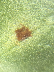 Uromyces viciae-fabae