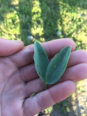 Uromyces viciae-fabae