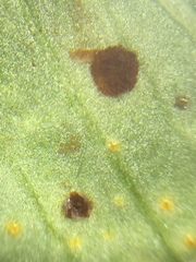 Uromyces viciae-fabae