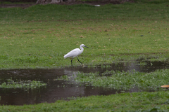 Egretta garzetta