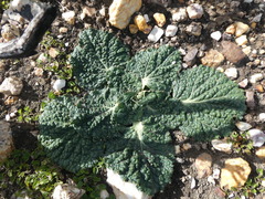 Lichtensteinia latifolia