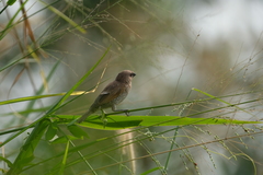 Lonchura punctulata