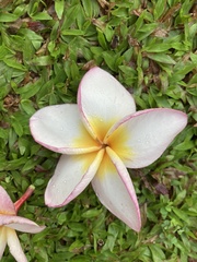 Plumeria