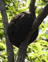 Nasutitermes walkeri