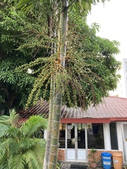 Cyrtostachys renda