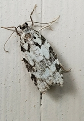 Acleris gloveranus