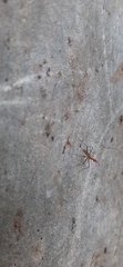 Telostylinus lineolatus