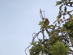 Psilopogon zeylanicus