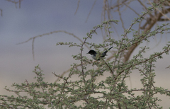 Curruca melanothorax