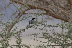 Curruca melanothorax
