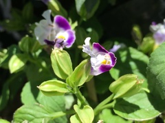 Torenia fournieri